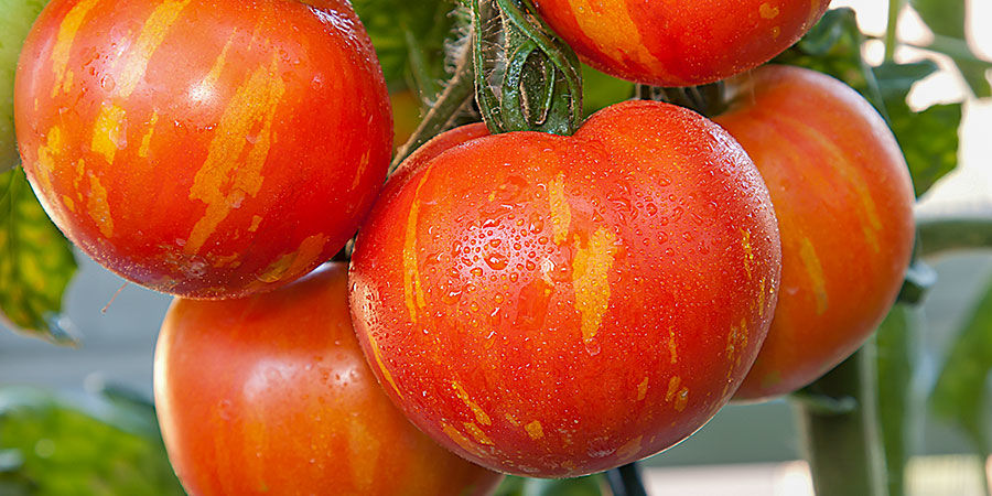 Variet Di Pomodoro Da Coltivare Zamnesia